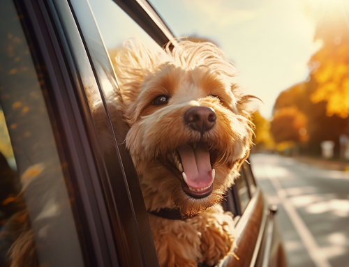 Animali domestici: una protezione in più per chi fa parte della famiglia
